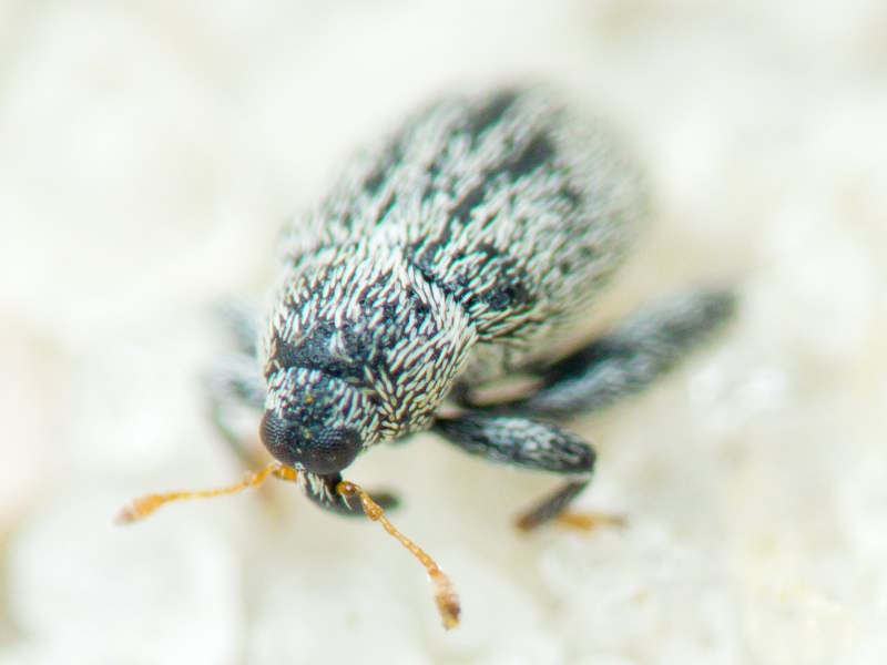 Pseudorchestes Bedel, 1884